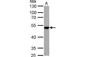 WB Image ENO3 antibody detects ENO3 protein by Western blot analysis.