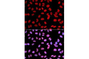 Immunofluorescence (IF) image for anti-Thymopoietin (TMPO) (AA 1-410) antibody (ABIN3016207) (Thymopoietin anticorps  (AA 1-410))