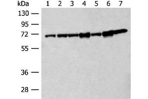 Western blot analysis of 231 cell Hela cell Jurkat cell A549 cell NIH/3T3 cell Human cerebrum tissue Mouse brain tissue lysates using HSPA2 Polyclonal Antibody at dilution of 1:200 (HSPA2 anticorps)