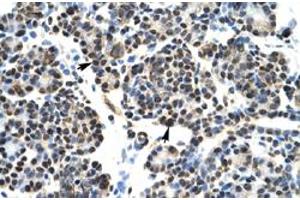 Immunohistochemical staining (Formalin-fixed paraffin-embedded sections) of human pancreas with HOXB5 polyclonal antibody  at 4-8 ug/mL working concentration. (HOXB5 anticorps  (N-Term))