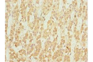 Immunohistochemistry of paraffin-embedded human adrenal gland tissue using ABIN7161775 at dilution of 1:100