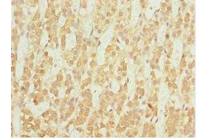 Immunohistochemistry of paraffin-embedded human adrenal gland tissue using ABIN7161775 at dilution of 1:100 (NFIL3 anticorps  (AA 133-462))