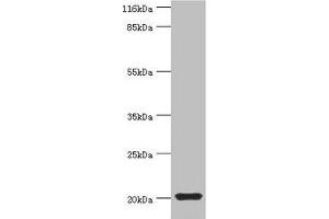 Western blot All lanes: MYLPF antibody at 2 μg/mL + Mouse skeletal muscle tissue Secondary Goat polyclonal to rabbit IgG at 1/10000 dilution Predicted band size: 20 kDa Observed band size: 20 kDa (MYLPF anticorps  (AA 2-169))