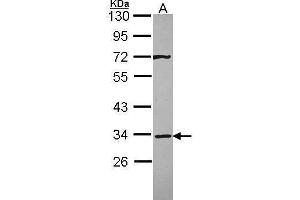 WB Image Sample (30 ug of whole cell lysate) A: A431 , 10% SDS PAGE antibody diluted at 1:3000 (Syntaxin 4 anticorps)