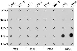 Dot-blot analysis of all sorts of peptides using TriMethyl-Histone H3-K36 antibody (ABIN7267699) at 1:1000 dilution.