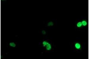 Image no. 4 for anti-LIM Homeobox 1 (LHX1) (AA 100-362) antibody (ABIN1490803) (LHX1 anticorps  (AA 100-362))