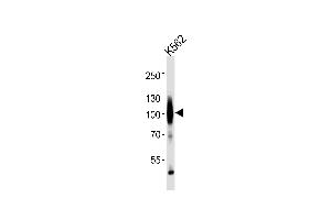 Western blot analysis of lysates from K562 cell line ,using GABA-B Receptor Antibody (ABIN483896 and ABIN1533279). (GABA B Receptor anticorps)
