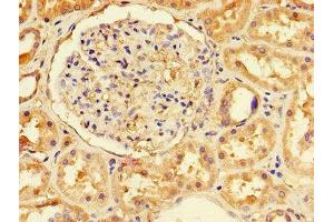 Immunohistochemistry of paraffin-embedded human kidney tissue using ABIN7151671 at dilution of 1:100