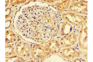 Immunohistochemistry of paraffin-embedded human kidney tissue using ABIN7151671 at dilution of 1:100 (NFE2L1 anticorps  (AA 251-550))