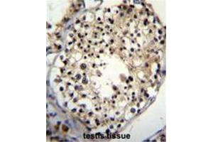ALKBH6 Antibody (Center) immunohistochemistry analysis in formalin fixed and paraffin embedded human testis tissue followed by peroxidase conjugation of the secondary antibody and DAB staining.