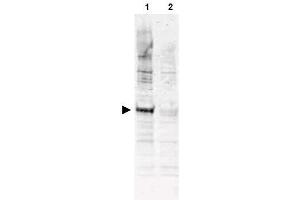Image no. 1 for anti-Cell Division Cycle 16 Homolog (S. Cerevisiae) (CDC16) (AA 575-588), (pThr580) antibody (ABIN401306) (CDC16 anticorps  (pThr580))