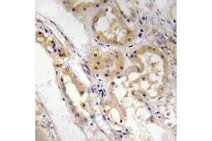 Immunohistochemical analysis of SPZ1 staining in human kidney formalin fixed paraffin embedded tissue section. (SPZ1 anticorps  (N-Term))