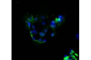 Immunofluorescence staining of 293 cells with ABIN7164674 at 1:100, counter-stained with DAPI.