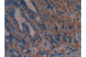DAB staining on IHC-P; Samples: Mouse Stomach Tissue (JAG2 anticorps  (AA 709-941))