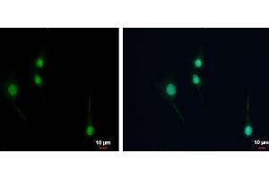 ICC/IF Image NPAS1 antibody detects NPAS1 protein at nucleus by immunofluorescent analysis.