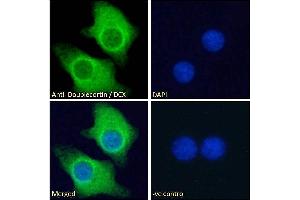 ABIN625829 Immunofluorescence analysis of paraformaldehyde fixed KNRK cells, permeabilized with 0. (Doublecortin anticorps  (AA 232-242))