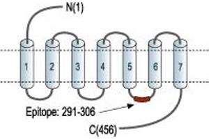 Representative domain view of the target of ABIN7885186.