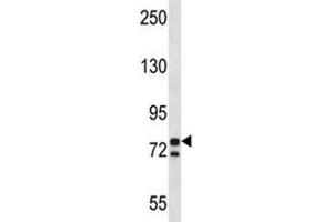 PCSK7 antibody western blot analysis in K562 lysate. (PCSK7 anticorps  (AA 692-721))