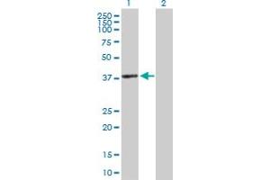 Western Blot analysis of ACTRT2 expression in transfected 293T cell line by ACTRT2 MaxPab polyclonal antibody.