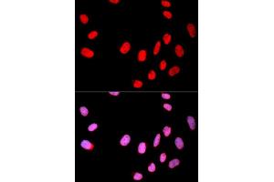 Immunofluorescence analysis of U2OS cell using CDC25C antibody.