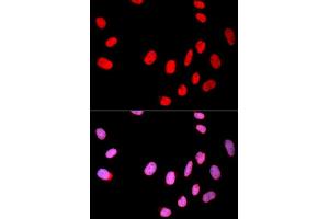 Immunofluorescence analysis of U2OS cell using CDC25C antibody. (CDC25C anticorps  (AA 174-473))