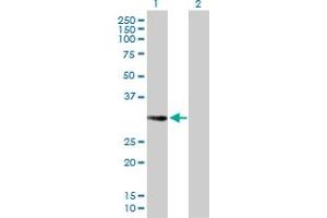 Western Blot analysis of EHF expression in transfected 293T cell line by EHF MaxPab polyclonal antibody. (EHF anticorps  (AA 1-300))