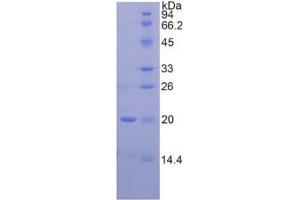 SDS-PAGE of Protein Standard from the Kit (Highly purified E.