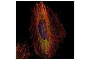 ICC/IF Image Confocal immunofluorescence analysis (Olympus FV10i) of methanol-fixed HeLa, using DCTN1, antibody (Green) at 1:500 dilution.