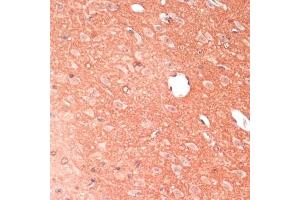 Immunohistochemistry of paraffin-embedded mouse brain using G antibody (ABIN7267516) at dilution of 1:100 (40x lens). (GAP43 anticorps  (AA 1-238))