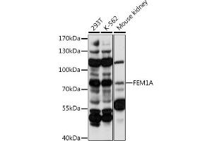 Western blot analysis of extracts of various cell lines, using FEM1A antibody (ABIN7267165) at 1:1000 dilution. (FEM1A anticorps  (AA 100-300))