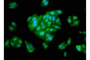 Immunofluorescence staining of HepG2 cells with ABIN7148621 at 1:266, counter-stained with DAPI.