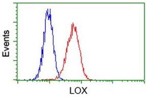 Image no. 2 for anti-Lysyl Oxidase (LOX) (AA 22-168) antibody (ABIN1491216)
