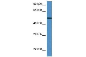 Western Blot showing Zfp275 antibody used at a concentration of 1.