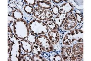 Immunohistochemical staining of paraffin-embedded Kidney tissue using anti-FKBP1A mouse monoclonal antibody. (FKBP1A anticorps)