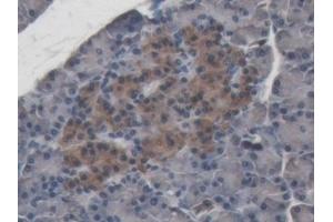 Detection of ABP1 in Porcine Pancreas Tissue using Polyclonal Antibody to Amiloride Binding Protein 1 (ABP1)