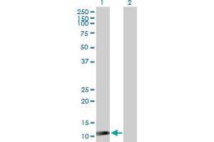 Western Blot analysis of ISG15 expression in transfected 293T cell line by ISG15 MaxPab polyclonal antibody. (ISG15 anticorps  (AA 1-165))