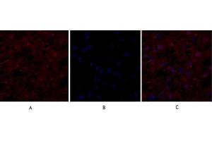 Immunofluorescence analysis of human liver tissue.