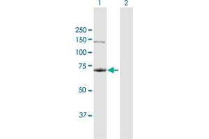 Western Blot analysis of RPA1 expression in transfected 293T cell line by RPA1 MaxPab polyclonal antibody. (RPA1 anticorps  (AA 1-616))