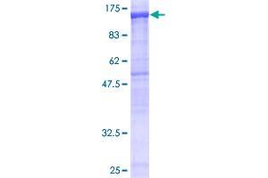 Image no. 1 for NLR Family, Pyrin Domain Containing 2 (NLRP2) (AA 1-846) protein (GST tag) (ABIN1312669)
