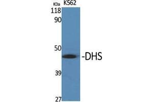 Western Blot (WB) analysis of specific cells using DHS Polyclonal Antibody. (DHPS anticorps  (Internal Region))