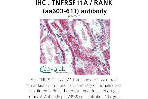 Image no. 1 for anti-Tumor Necrosis Factor Receptor Superfamily, Member 11a, NFKB Activator (TNFRSF11A) (AA 603-613) antibody (ABIN1740190) (TNFRSF11A anticorps  (AA 603-613))