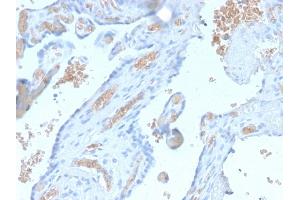 Formalin-fixed, paraffin-embedded human Pancreas stained with Spectrin alpha 1 Rabbit Recombinant Monoclonal Antibody (SPTA1/2939R). (Recombinant SPTA1 anticorps  (AA 356-475))