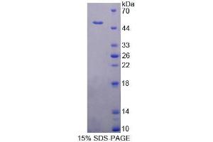 SDS-PAGE analysis of Human PUS1 Protein. (PUS1 Protéine)