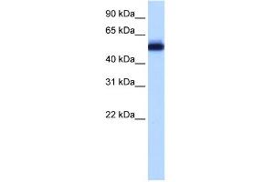 WB Suggested Anti-ZNF545 Antibody Titration:  0. (Zinc finger protein 82 homolog (ZFP82) (C-Term) anticorps)