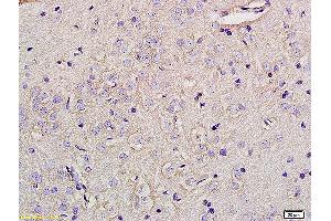 Formalin-fixed and paraffin embedded rat brain tissue labeled with Anti-Glypican 5 Polyclonal Antibody, Unconjugated (ABIN678353) at 1:200 followed by conjugation to the secondary antibody (GPC5 anticorps  (AA 251-350))