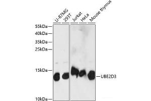 Western blot analysis of extracts of various cell lines using UBE2D3 Polyclonal Antibody at dilution of 1:1000. (UBE2D3 anticorps)