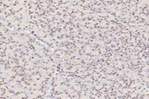 Immunohistochemistry analysis of paraffin-embedded rat pancreas using,TPRKB (ABIN7075943) at dilution of 1: 4200 (TPRKB anticorps)