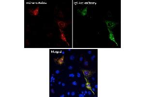 Immunofluorescence (IF) image for Chicken anti-Chicken IgY antibody (DyLight 488) (ABIN7273052) (Poulet anti-Poulet IgY Anticorps (DyLight 488))