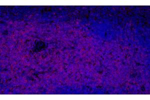 Immunofluorescence analysis of paraffin-embedded mouse spleen using THY1 Polyclonal Antibody at dilution of 1:300. (CD90 anticorps)
