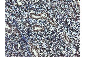 Image no. 13 for anti-Non-POU Domain Containing, Octamer-Binding (NONO) (AA 184-385) antibody (ABIN1491073) (NONO anticorps  (AA 184-385))